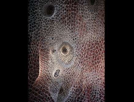 suckerPUNCH branching morphogenesis a