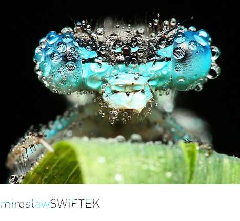 sleeping insects covered in dew