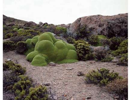 oldest-living-things-a