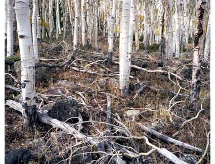 oldest-living-things-b