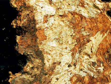 oldest-living-things-c