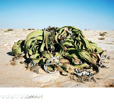 oldest living things