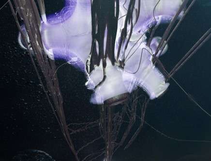 in.charybdis_5
