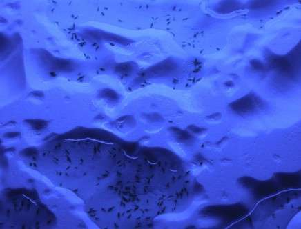 Jonas BRAOUDÉ, "The Last Wilderness." Aquafarming pools simulation w/ real shrimp.