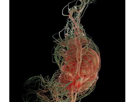 Zack SAUNDERS, "Architecture [or] Individuation." Vascular system.