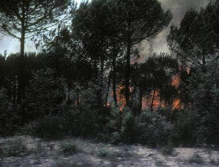 Dana STIRLING, "Firewood" (2013).