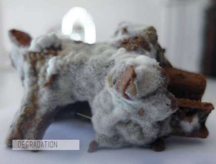 Natalie ALIMA, "Bio Scaffold: The Architecture of Decay." Model.